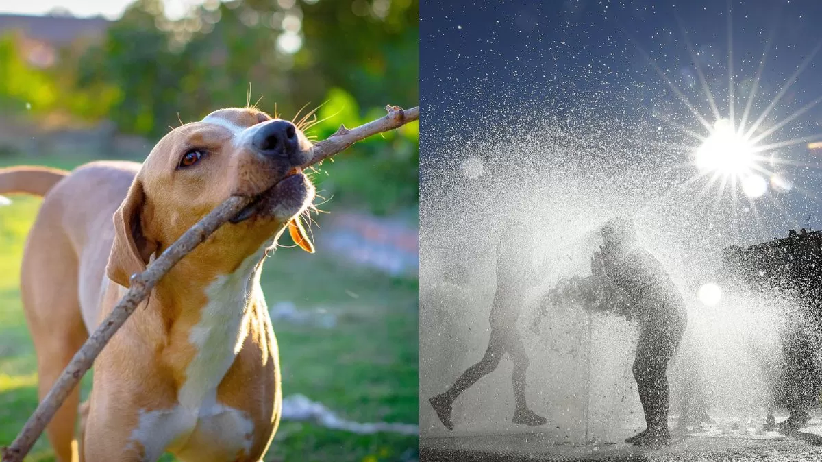 Cómo prevenir el golpe de calor en mascotas durante el verano extremo. Crédito: Ilustración AMTV