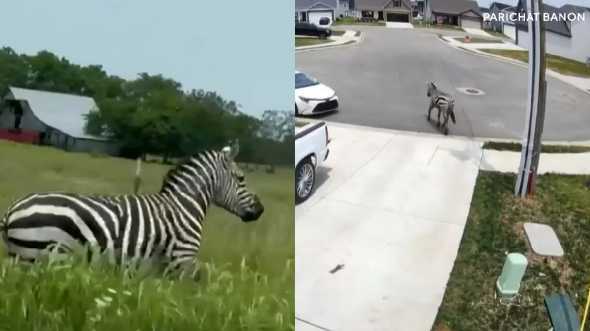 Una cebra se escapó y generó problemas en USA. (Ilustación: capturas CBS News)