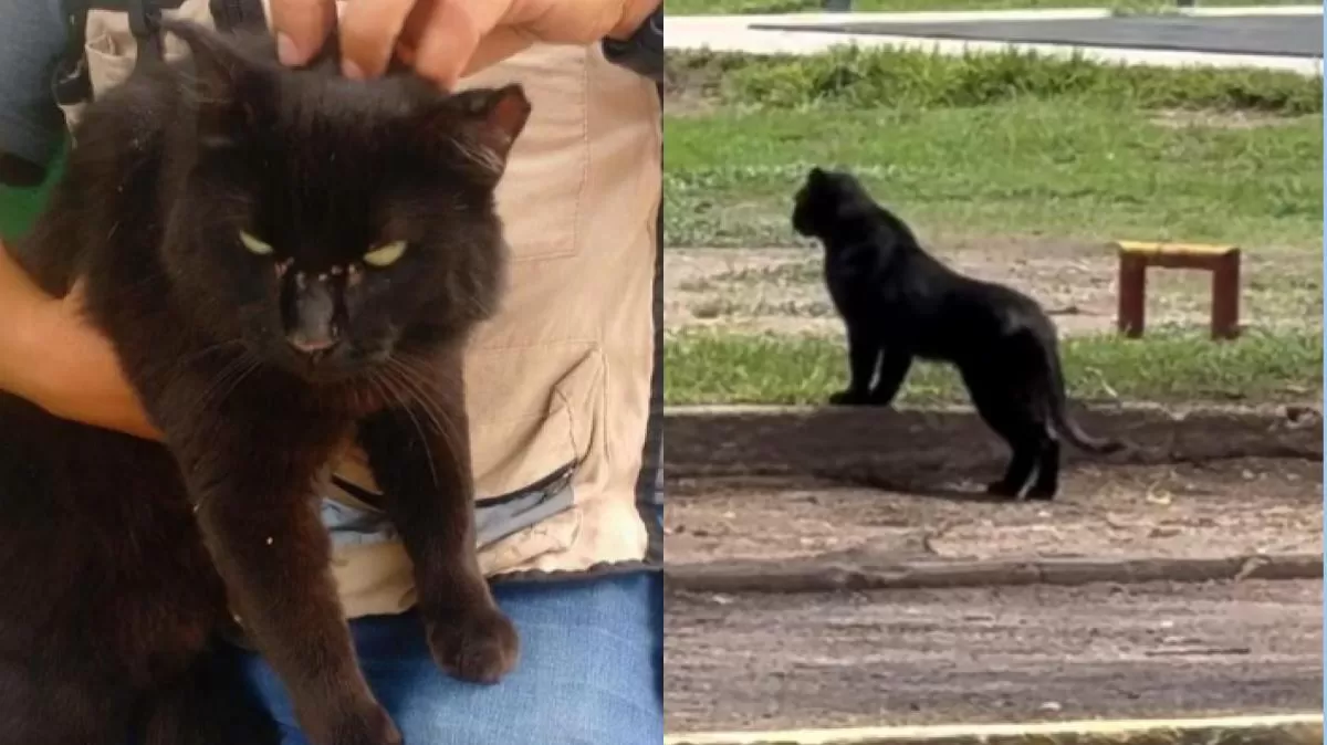 México: Visitantes del Parque Tangamanga confundieron a un gato con sobrepeso con una pantera; autoridades descartaron cualquier riesgo. Crédito: Ilustración AMTV
