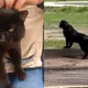 Caso viral: Confunden a gato con pantera en parque de México