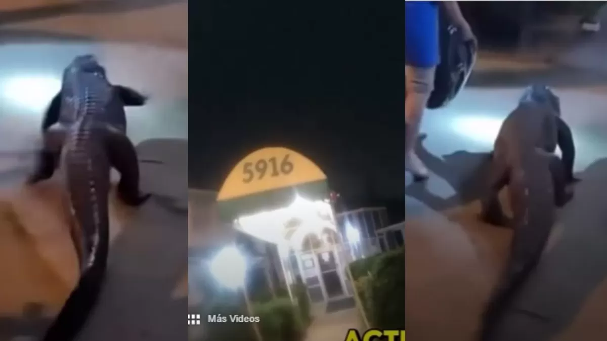Un caimán fue captado caminando por un motel en Virginia, desatando reacciones y alertas. Crédito: Ilustración AMTV