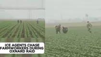 Agentes de ICE persiguen a campesinos en campos agrícolas de Oxnard, California, generando repudio y reacciones en todo el país. Crédito: Ilustración AMTV 
