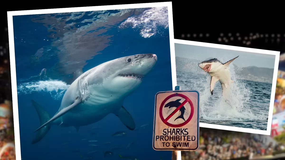 Tiburón blanco USA 2025: OCEARCH rastrea a “Contender” desde inicios de 2024, recolectando datos para comprender mejor el comportamiento de la especie en el Atlántico. Crédito: Ilustración AMTV