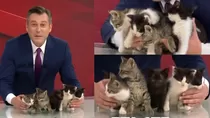 Gatitos nacidos en el estudio del canal TYT Türk esperan ser adoptados por familias amorosas en Turquía. La historia se volvió viral. Crédito: Ilustración AMTV 