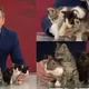 Historia viral: Cinco gatitos nacen en un canal de TV y ahora buscan hogar