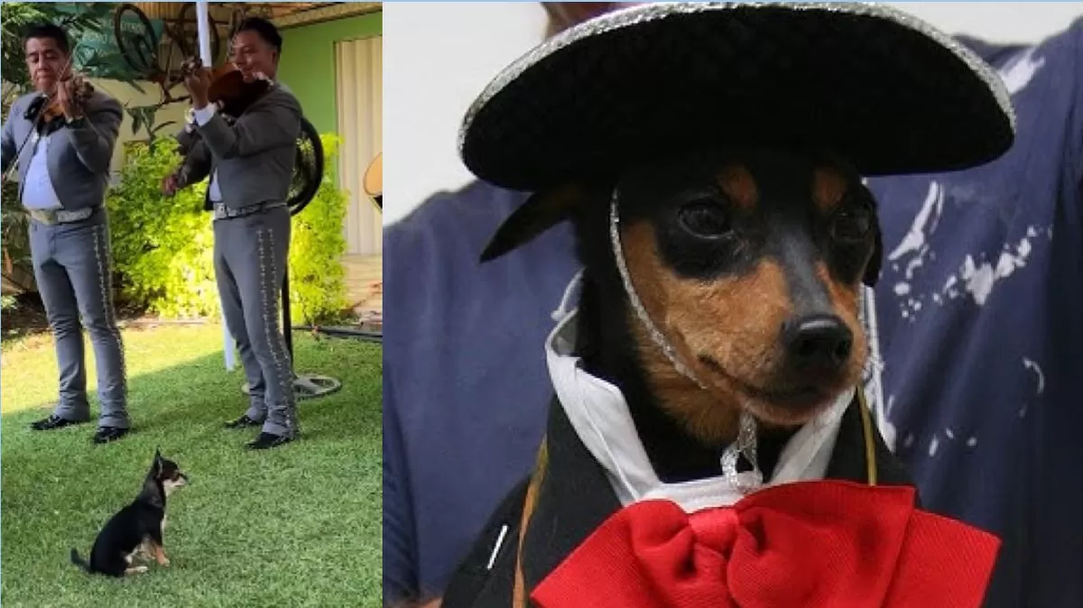 Una chihuahua mexicana se viralizó por escuchar mariachi con total atención. El video conquistó TikTok con millones de reacciones. Crédito: Ilustración AMTV