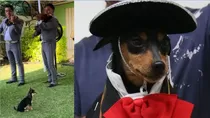 Una chihuahua mexicana se viralizó por escuchar mariachi con total atención. El video conquistó TikTok con millones de reacciones. Crédito: Ilustración AMTV