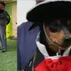 Chihuahua se vuelve viral por su amor al mariachi en México