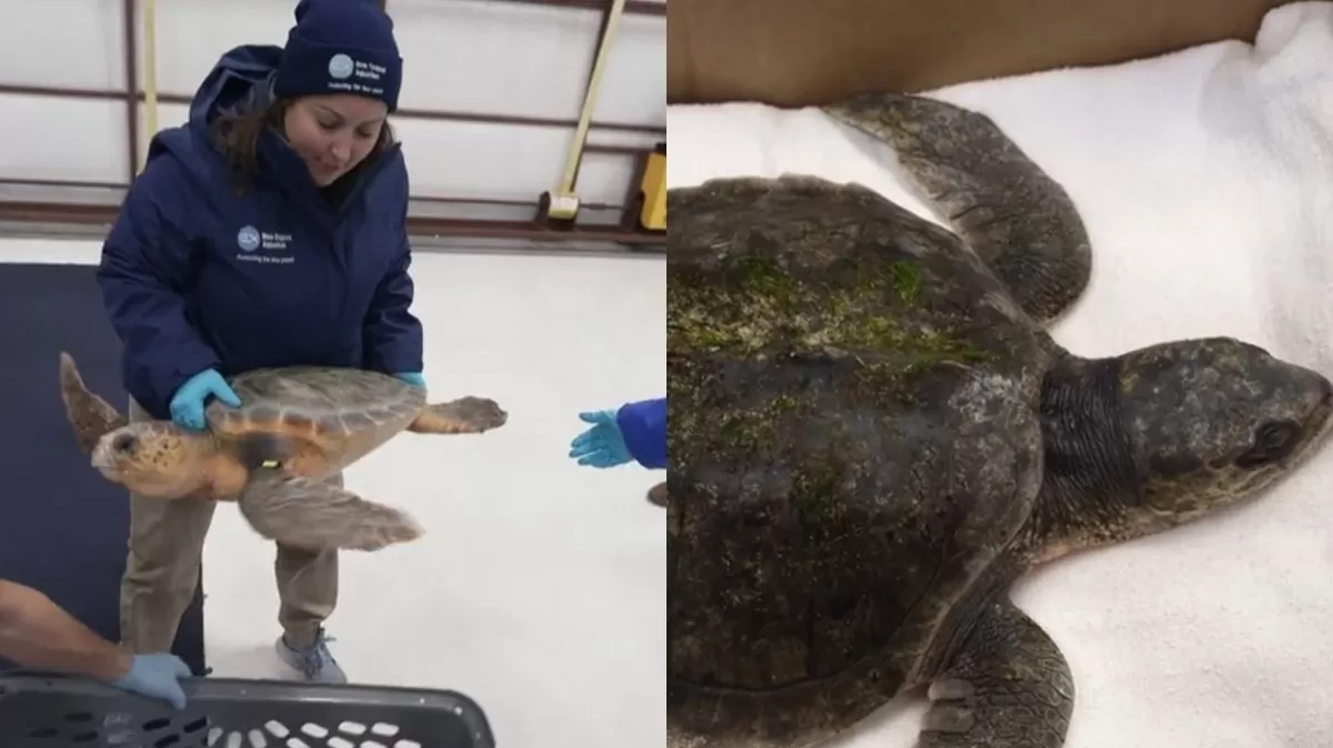 Tortuga regresa al océano y es noticia en EE.UU. (Fotos: Captura de CBS News)