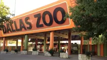 Los Dollar Days regresan al Dallas Zoo en julio y agosto de 2025 con entradas a solo U$D 1 y promociones especiales en snacks y bebidas. Crédito: Ilustración AMTV