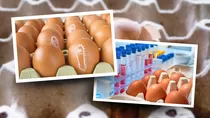Salmonella en USA: Los huevos orgánicos marrones afectados tienen fechas de venta preferente entre el 4 de marzo y el 4 de junio. Crédito: Ilustración AMTV