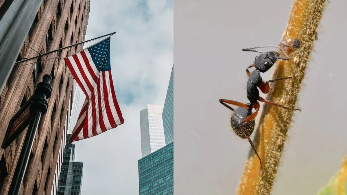 El Servicio Forestal de EE.UU. reconoce que, como muchas especies invasoras, estas hormigas llegaron para quedarse. (Foto: Ilustración)