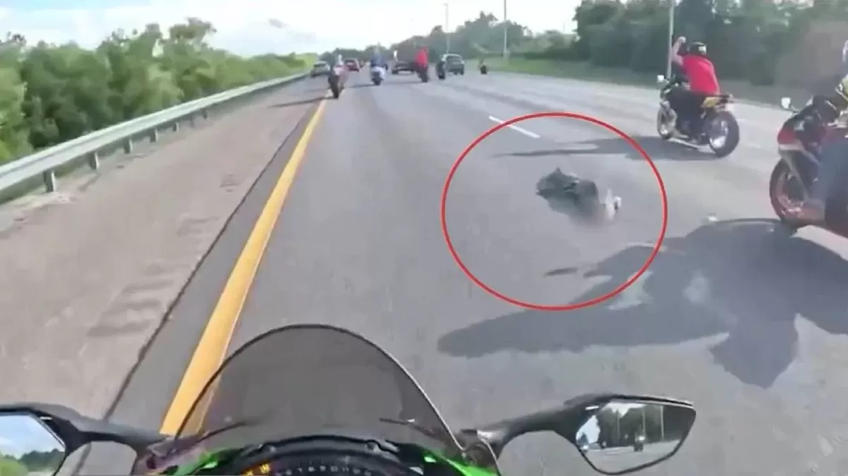 Dos motociclistas arrollan a un caimán en Florida. Foto: Telemundo.