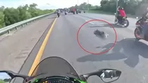 Dos motociclistas arrollan a un caimán en Florida. Foto: Telemundo.